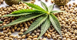 Exploring the Unique Characteristics of Blue Lobster Strain