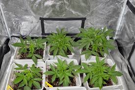 Exploring the Unique Characteristics of Fat Bastard Strain Exploring the Unique Characteristics of Fat Bastard Strain