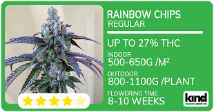 Exploring the Unique Characteristics of Fat Bastard Strain Exploring the Unique Characteristics of Fat Bastard Strain